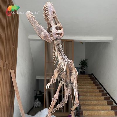 comprar Réplicas de esqueleto do dinossauro impermeável da fibra de vidro para a exposição do museu online manufacture